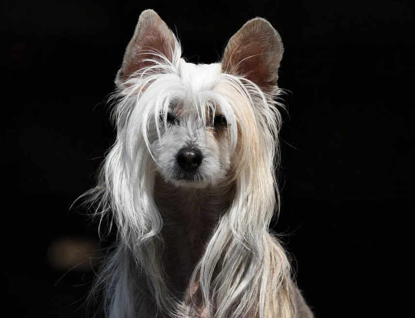 Can Dog Food Cause Worms? Best 7 Expert Tips!