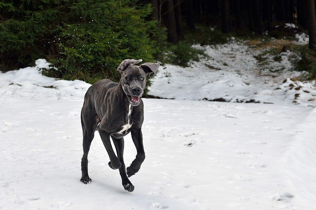 How Tall Is a Great Dane? Best 7 Expert Tips!