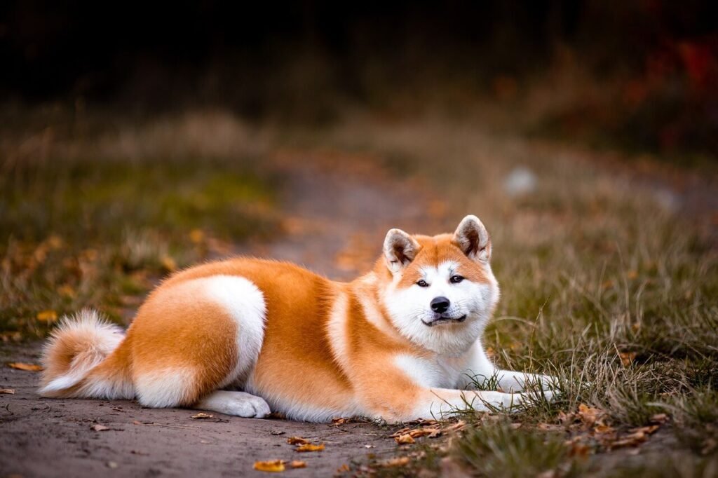 Are Akita Dogs Dangerous? Best 7 Expert Tips!