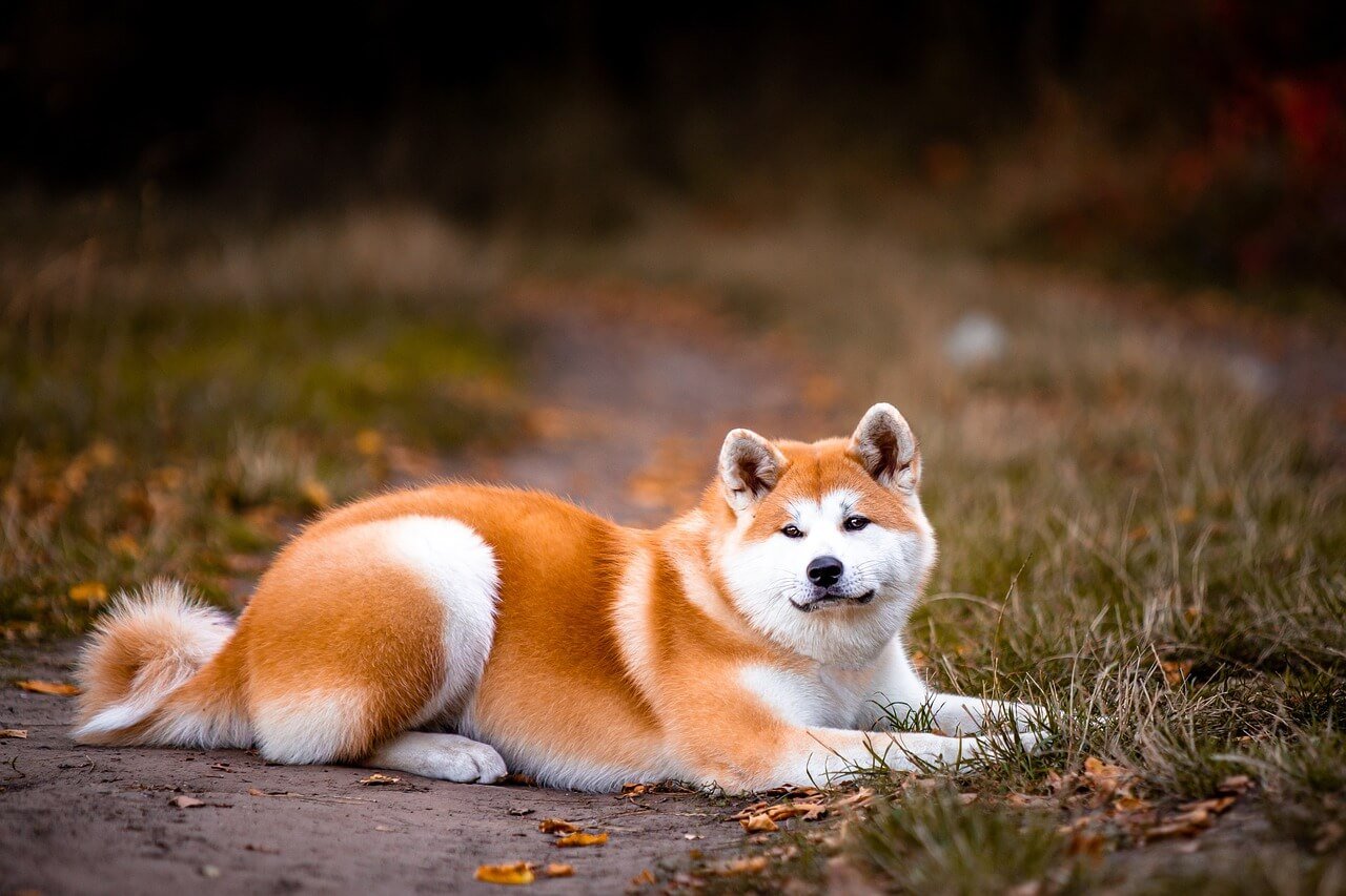 Are Akita Dogs Dangerous? Best 7 Expert Tips!