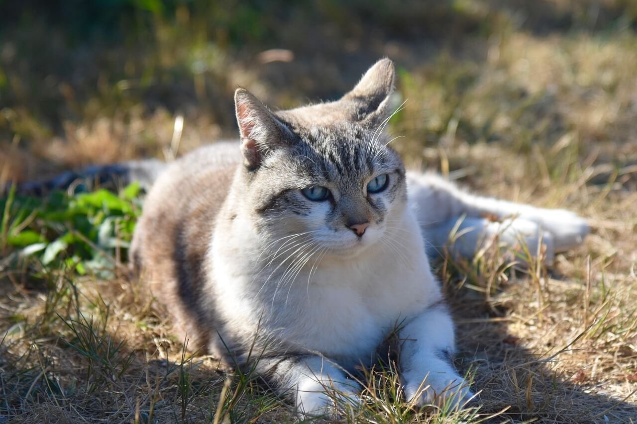 Understanding Pulmonary Edema in Cats: Best 7 Expert Tips!