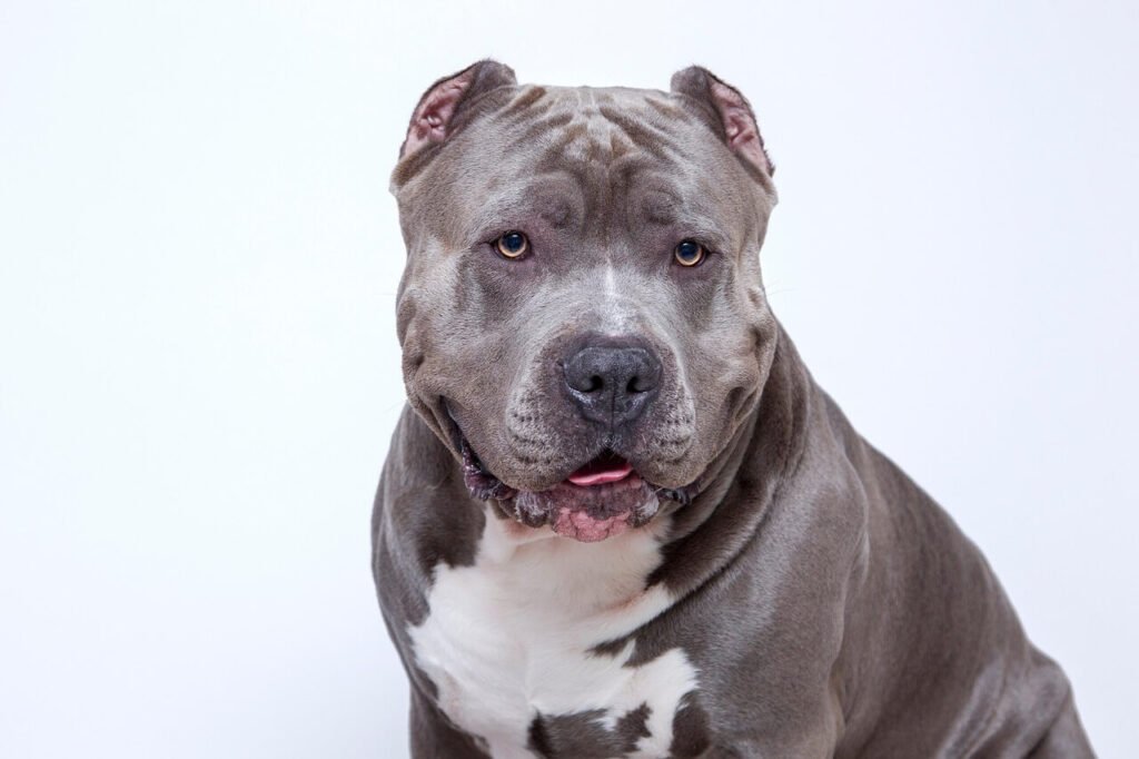 Salt Burns on Dog Paws: Best 7 Health Tips!