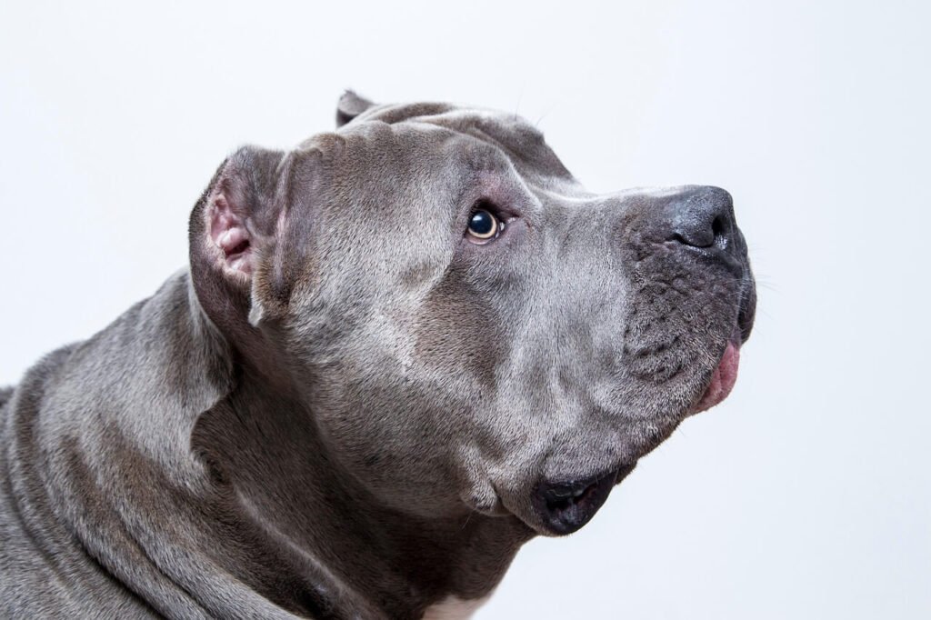 How Far Can a Dog Run? Best 7 Expert Tips!
