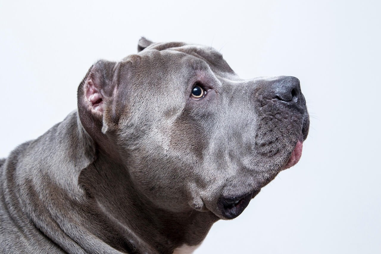 How Far Can a Dog Run? Best 7 Expert Tips!