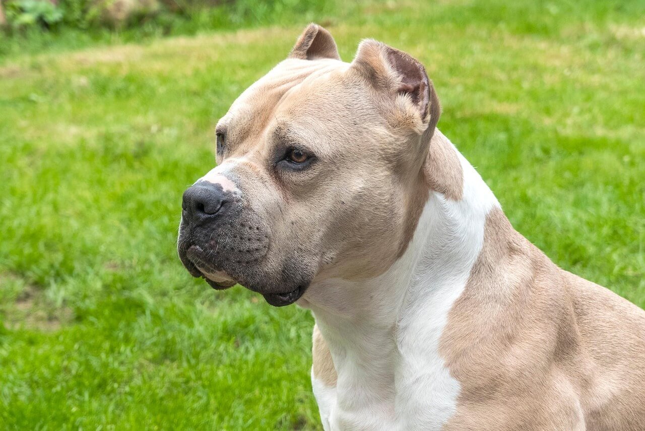 Can Dogs Have Lemon? Best 7 Expert Tips!