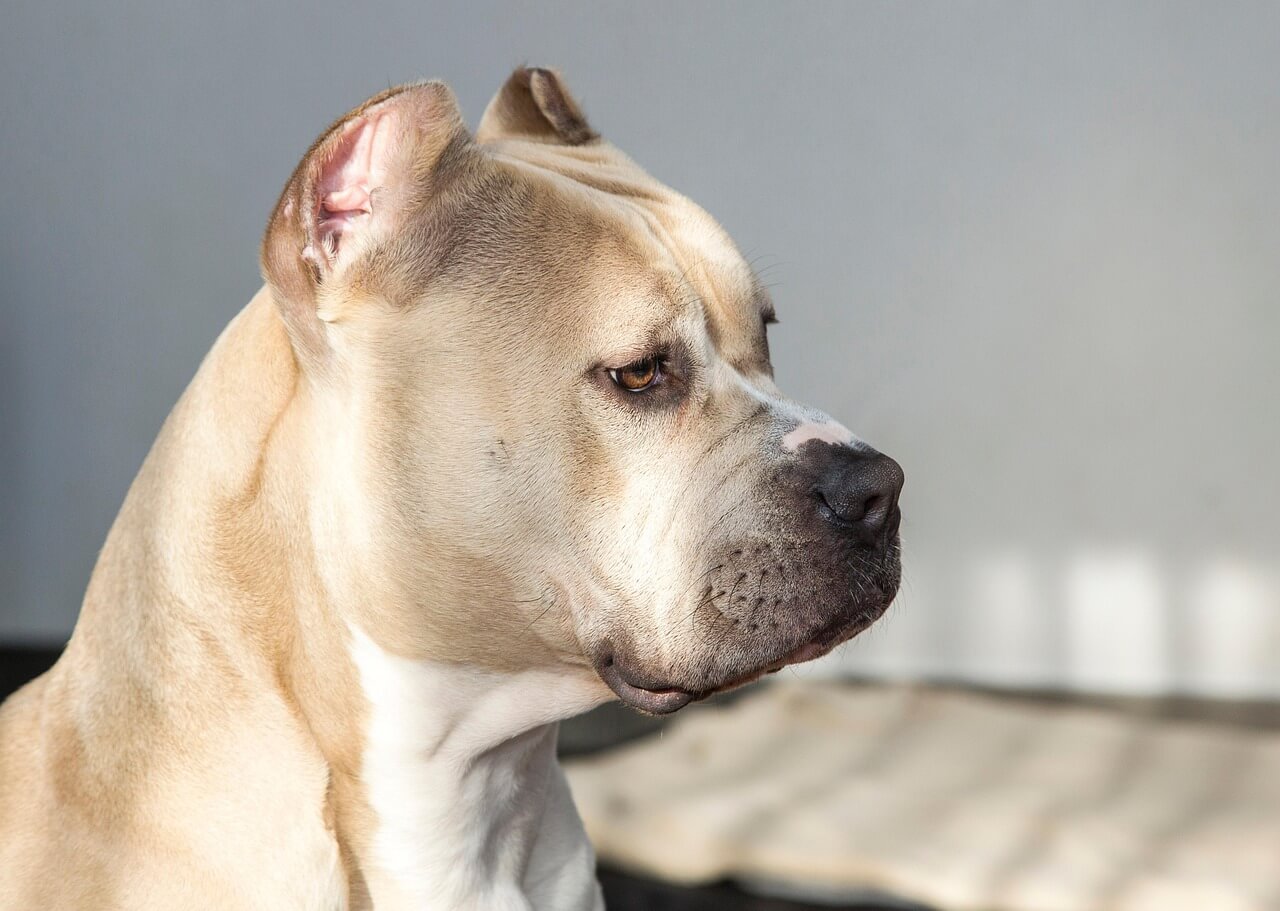 What Is the Bite Force of a Pitbull? Best 7 Expert Tips!