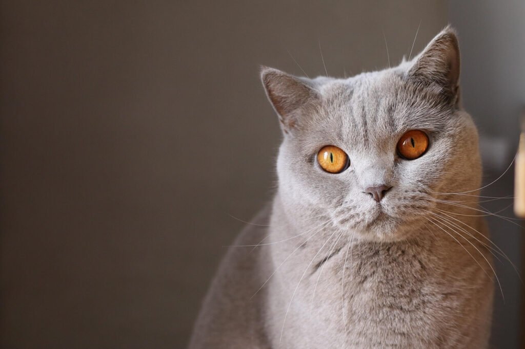 Olive Oil for Cats Constipation: Best 7 Expert Tips!