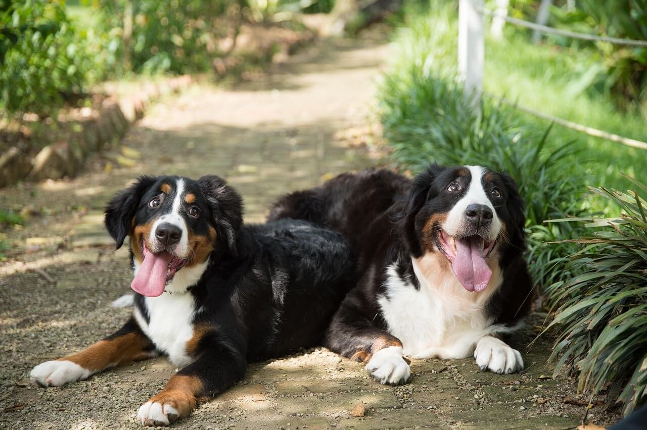 Dog Staph Infection Home Remedies: Best 7 Expert Tips!