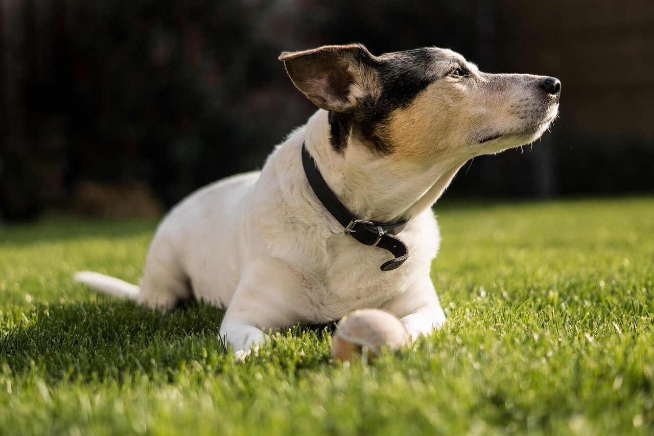 Home Remedies for Dog Mange: Best 7 Health Tips!