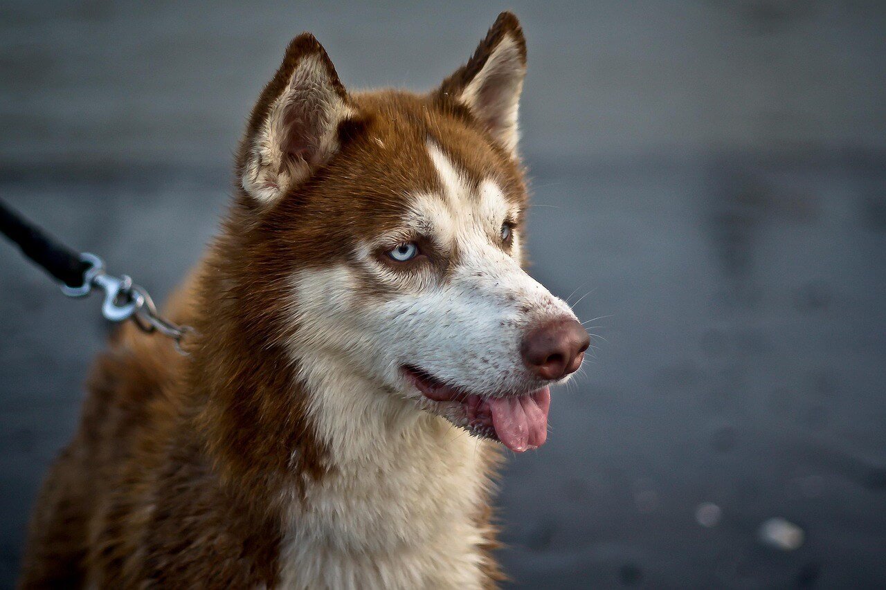 Understanding Dog Snort Breathing: Best 7 Health Tips!