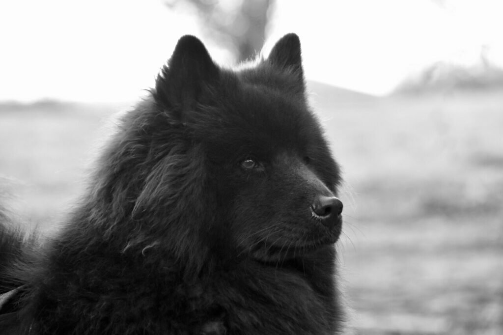 Eosinophils in Dogs: Best 7 Health Tips!
