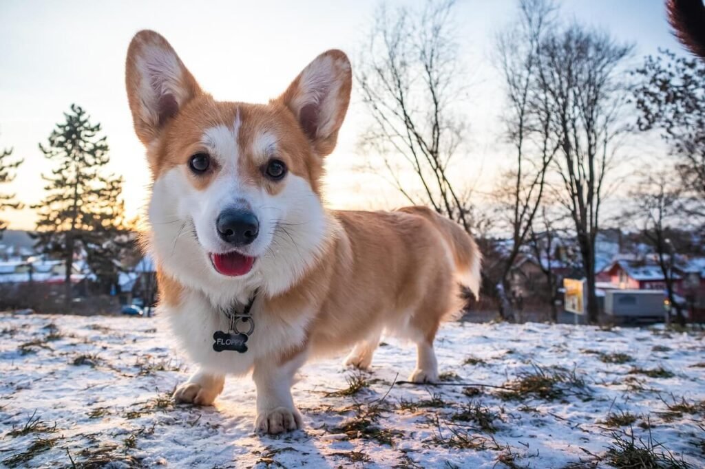 Can Dogs Eat Potatoes? Best 7 Expert Tips!