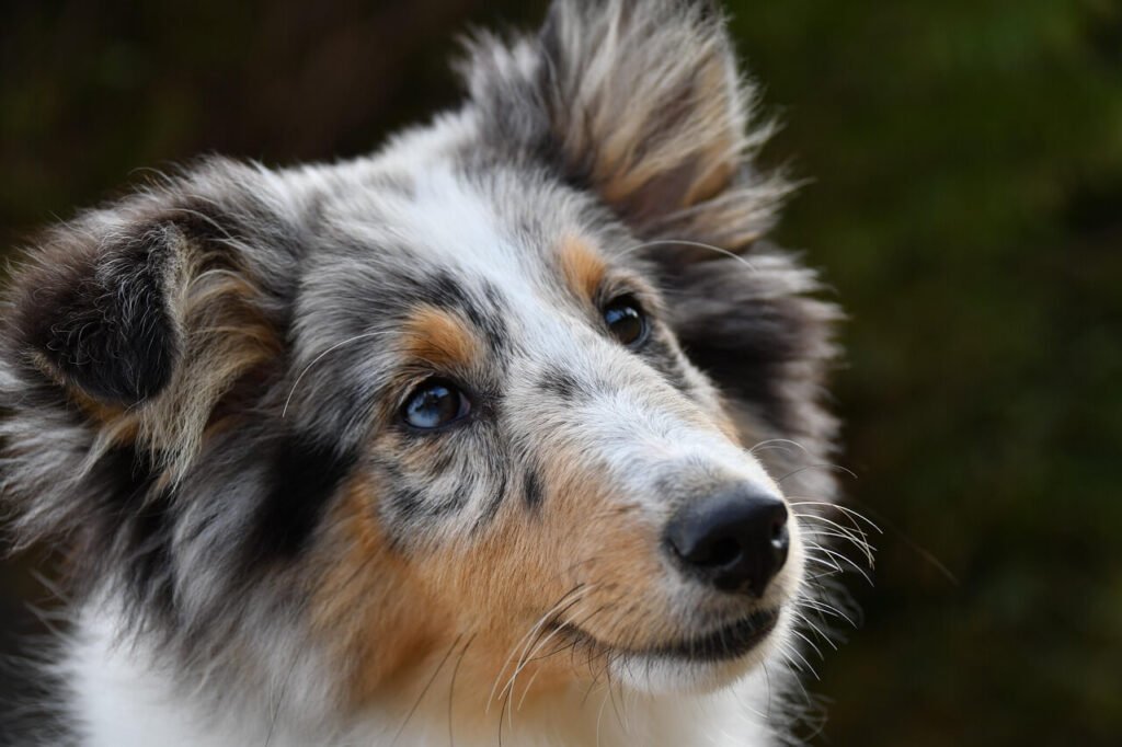 Why Do Neutered Dogs Hump? Best 7 Health Tips!