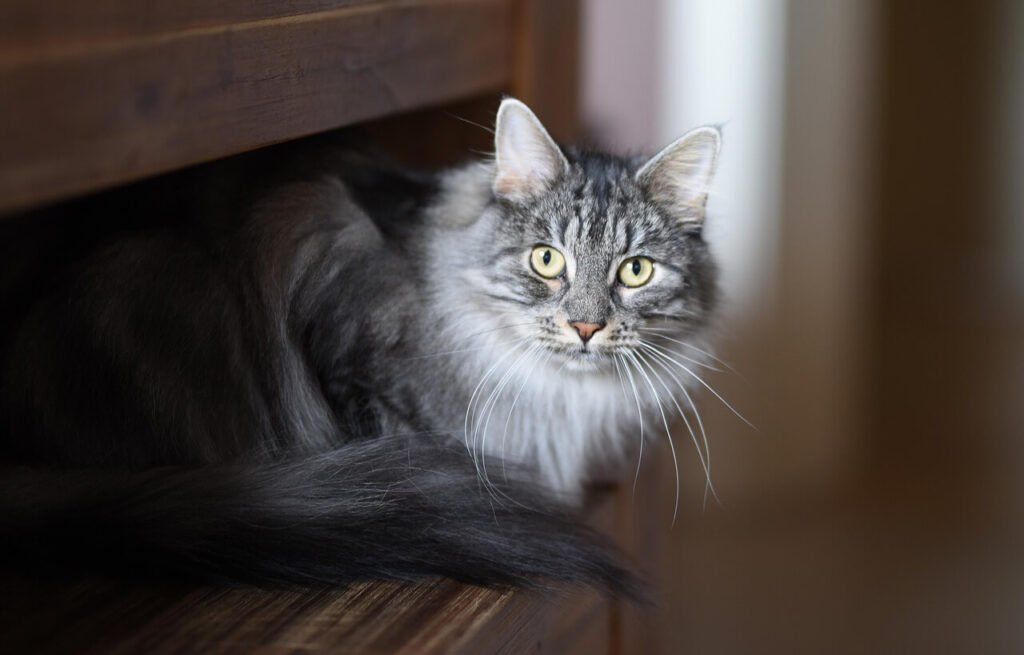 Understanding Kidney Stones in Cat Urine: Best 7 Tips!