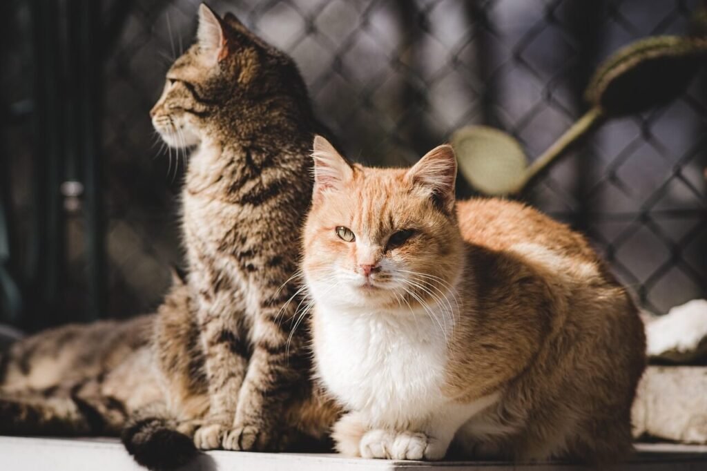 Understanding Seborrhea in Cats: Best 7 Health Tips!