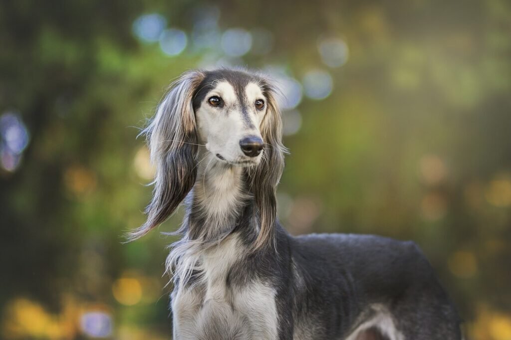 Why Does My Dog Put Their Tail Between Their Legs? Best 7 Tips