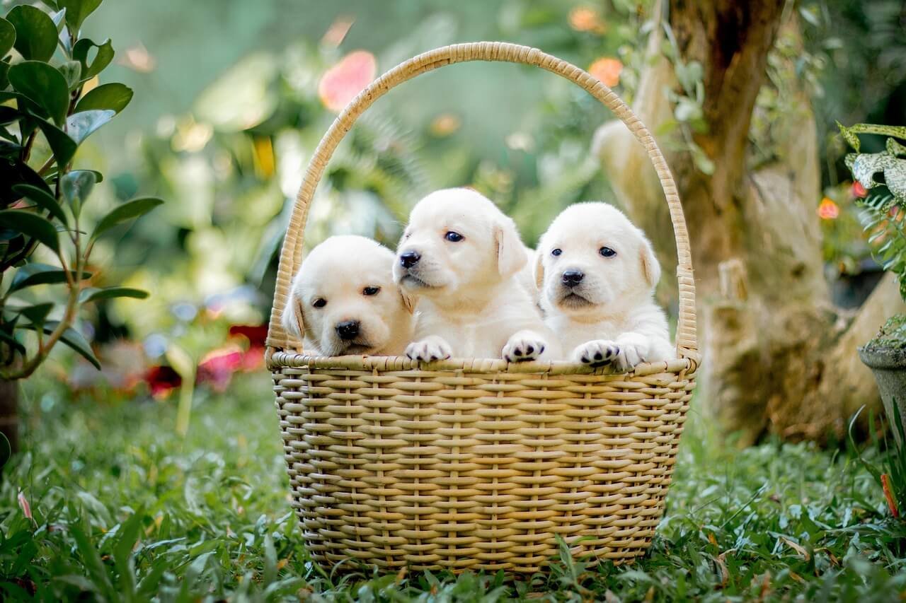 Why Is My Labrador So Small? Best 7 Expert Tips!