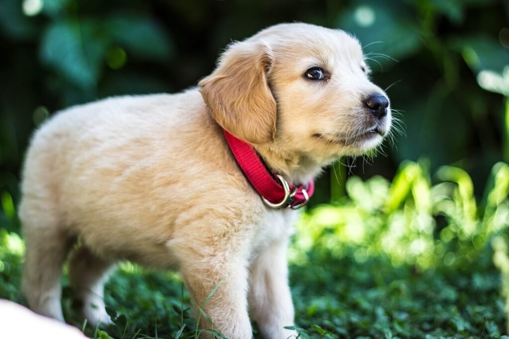 Do Dogs Have Prostates? Best 7 Health Tips!