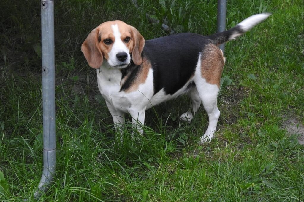 How Long Do Beagles Live? Best 7 Expert Tips!