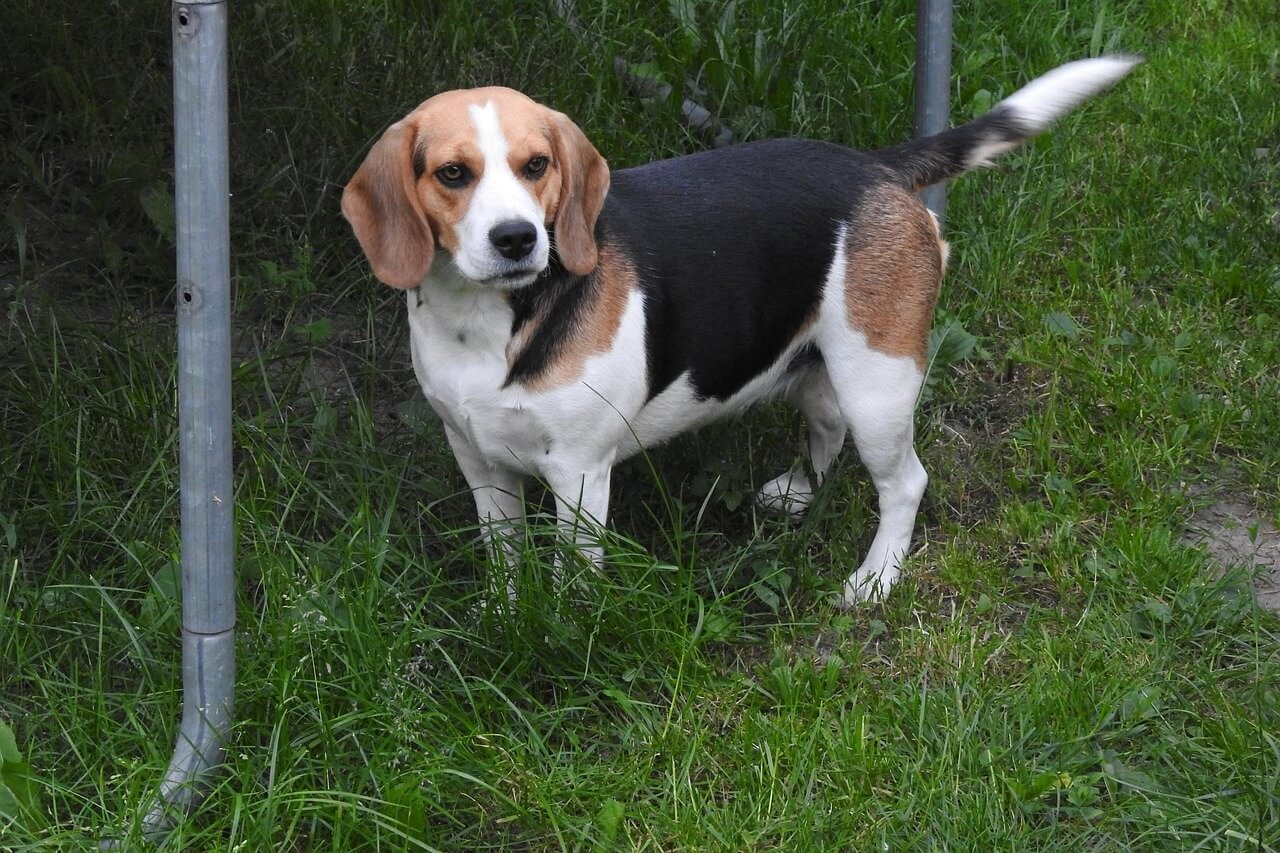 How Long Do Beagles Live? Best 7 Expert Tips!