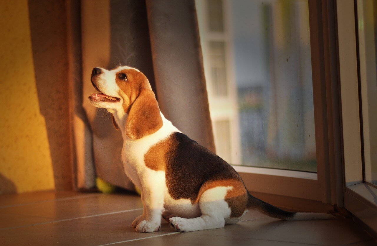How Much Does a Beagle Cost? Best 7 Expert Tips!