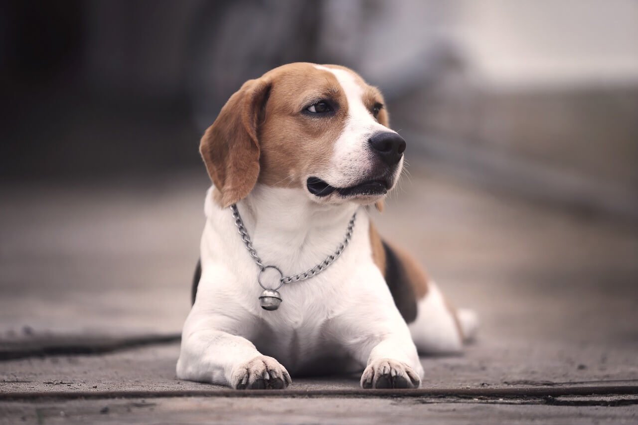 How Much Should a Beagle Weigh? Best 7 Expert Tips!