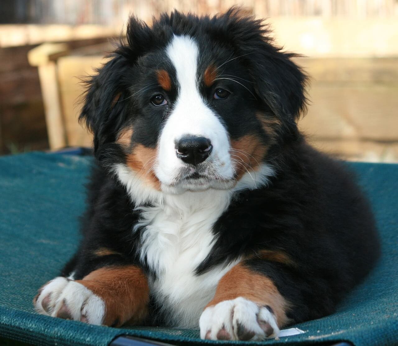 Are Bernese Mountain Dogs Protective? Best 7 Expert Tips!