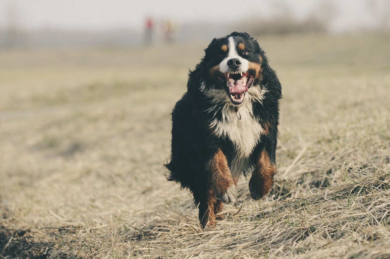 Calm Big Dog Breeds: Best 7 Expert Tips!