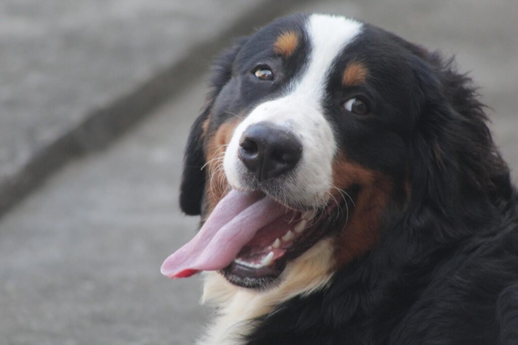 Understanding Proteinuria in Dogs: Best 7 Expert Tips!