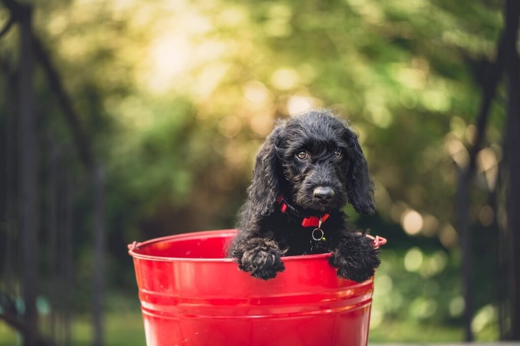 Hydration for Dogs: Best 7 Expert Tips!