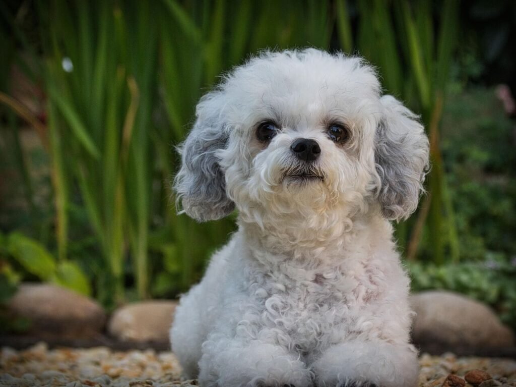 Most Violent Dog Breeds: Best 7 Expert Tips!