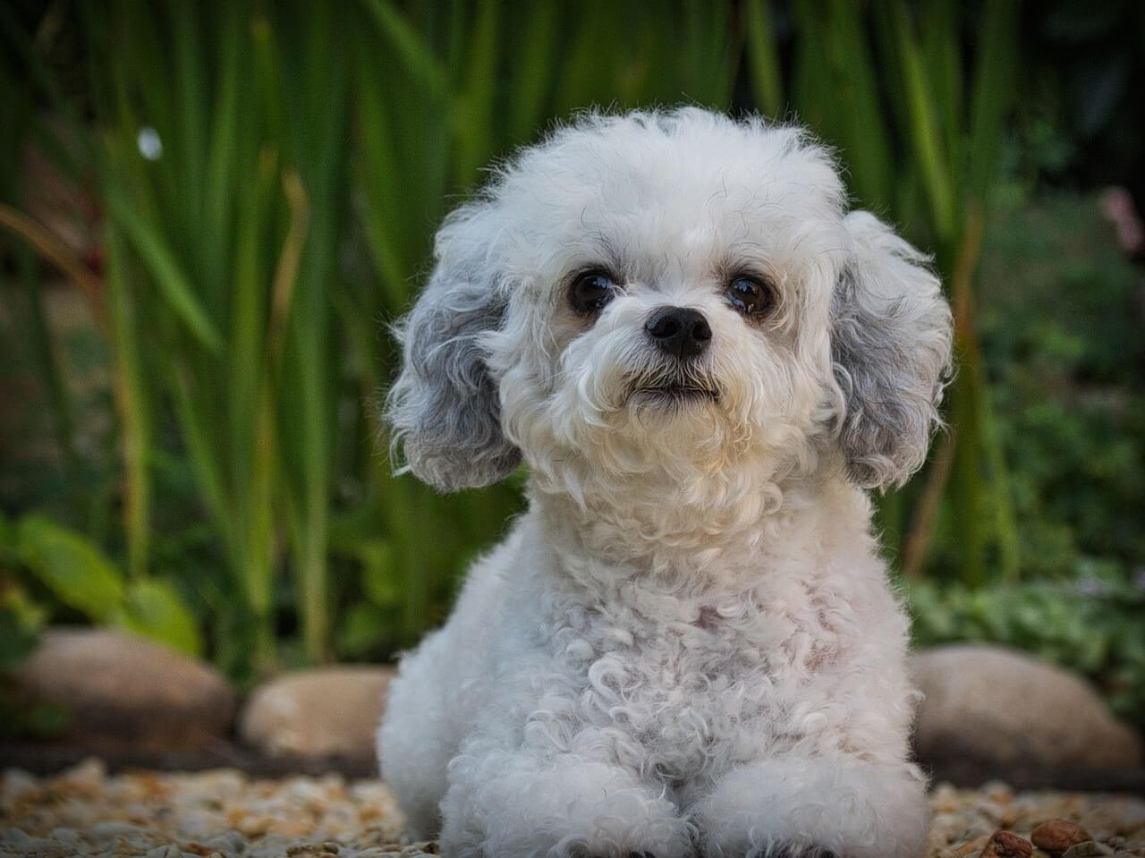 Most Violent Dog Breeds: Best 7 Expert Tips!