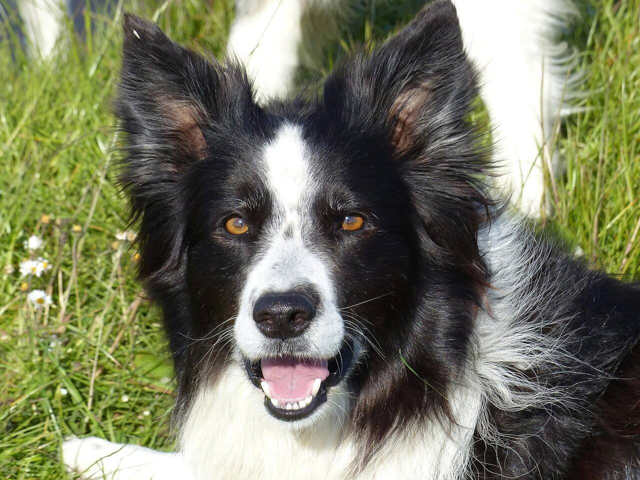 Understanding Brachygnathism in Dogs: Best 7 Health Tips!