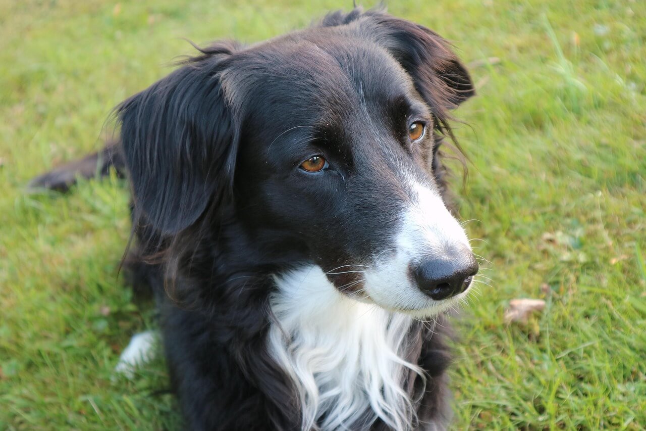 Do Dog Bones Go Bad? Best 7 Expert Tips!