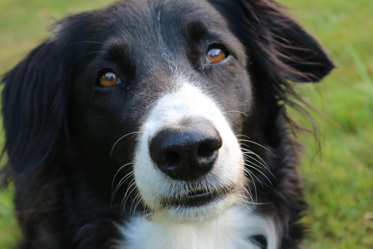 Can Dogs Have Honeydew? Best 7 Health Tips!