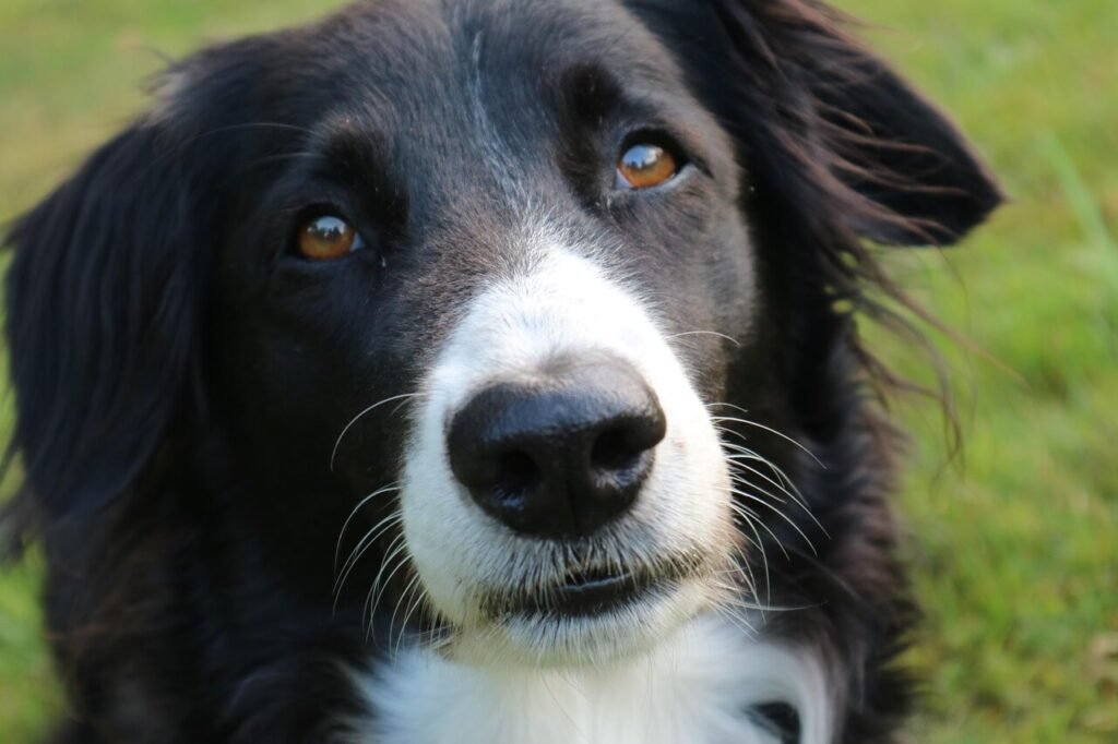 Dog Wounds Not Healing: Best 7 Expert Tips!
