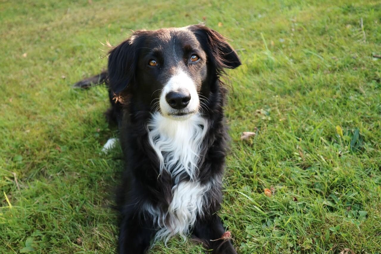 Can Dogs Get Pneumonia from Humans? Best 7 Tips!