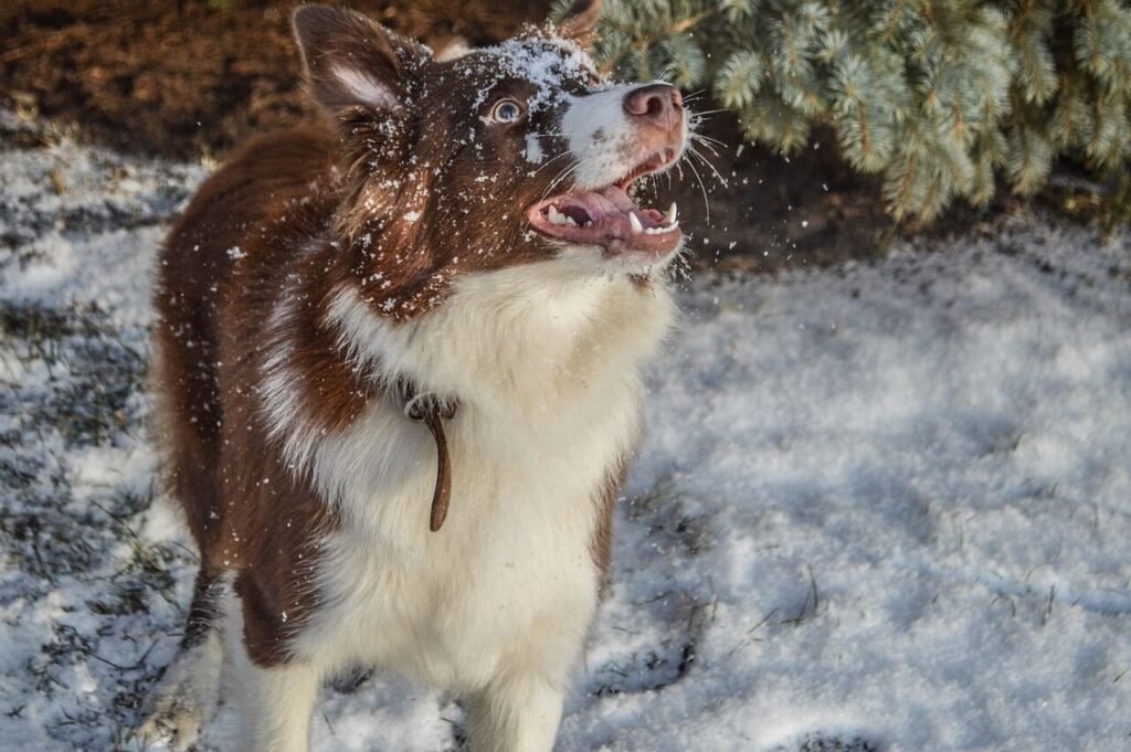 My Dog Ate a Raw Sweet Potato: Best 7 Expert Tips!