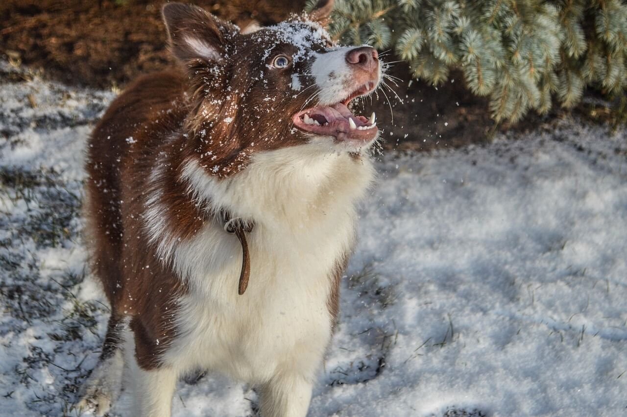 My Dog Ate a Raw Sweet Potato: Best 7 Expert Tips!