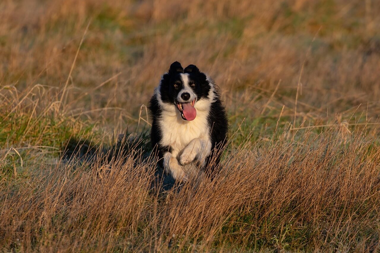 Dog Lick Mat Benefits: Best 7 Health Tips!