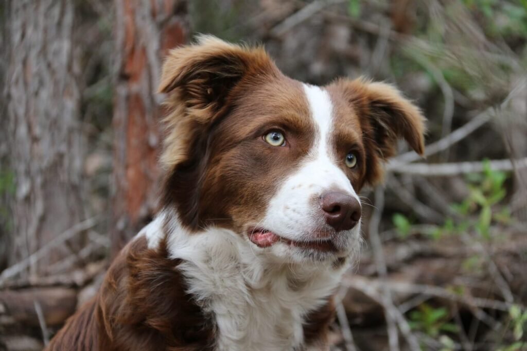 Can Dog Urine Make You Sick? Best 7 Health Tips!