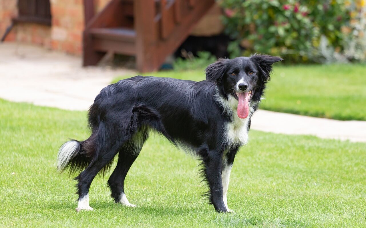 Why Does My Dog Have Itchy Eyes? Best 7 Tips!