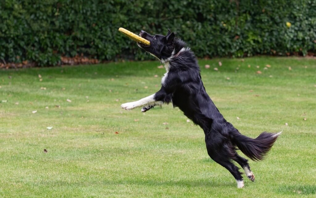 Where Do Dog Fleas Come From? Best 7 Tips!