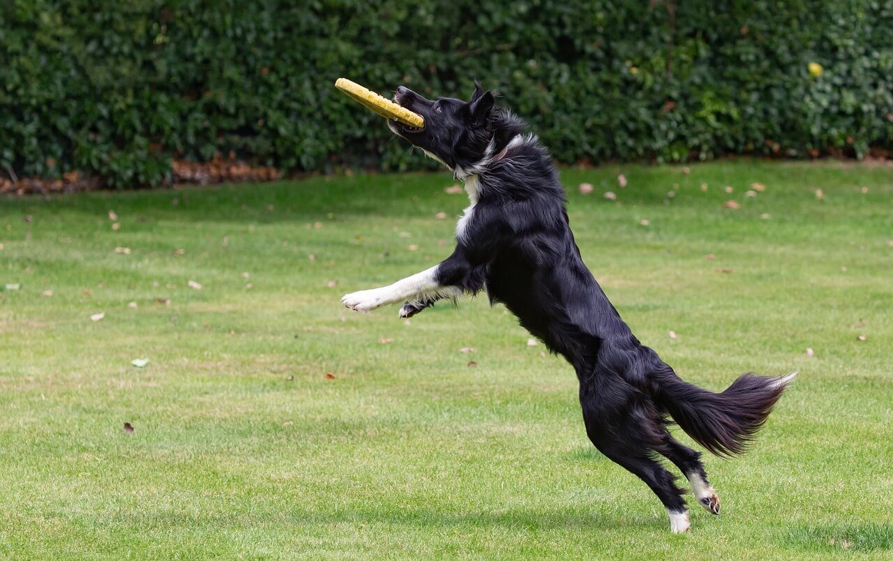 Where Do Dog Fleas Come From? Best 7 Tips!