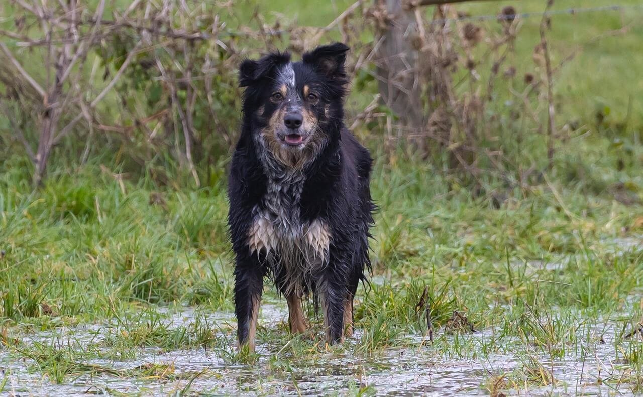Is It Normal for a Dog to Poop Once a Day? Best 7 Tips!