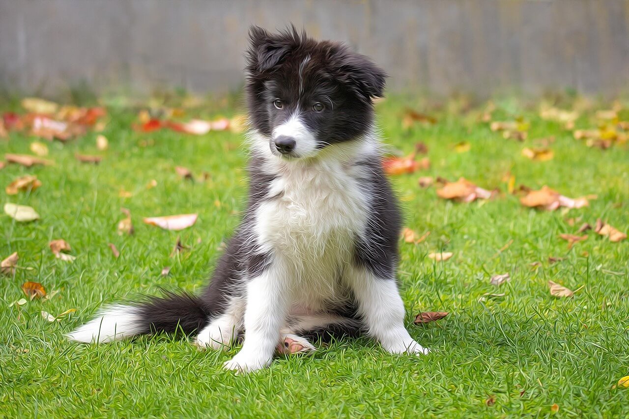 Symptoms of Beef Allergy in Dogs: Best 7 Health Tips!