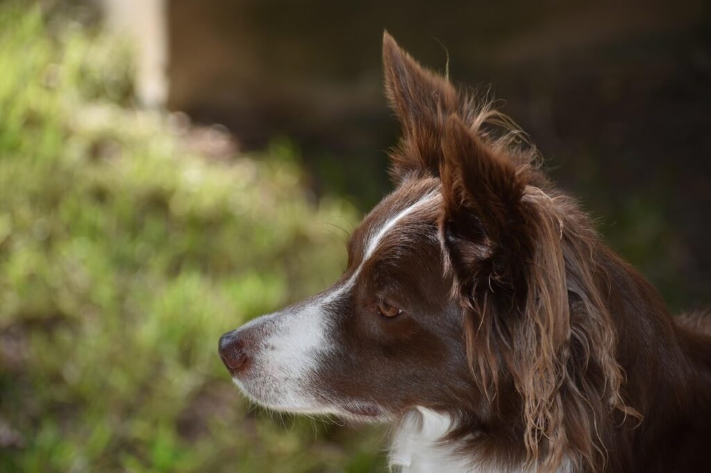 Can Dogs Have Panic Attacks? Best 7 Expert Tips!