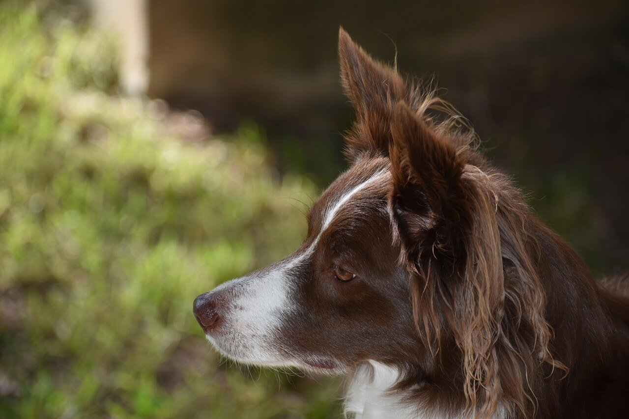 Can Dogs Have Panic Attacks? Best 7 Expert Tips!