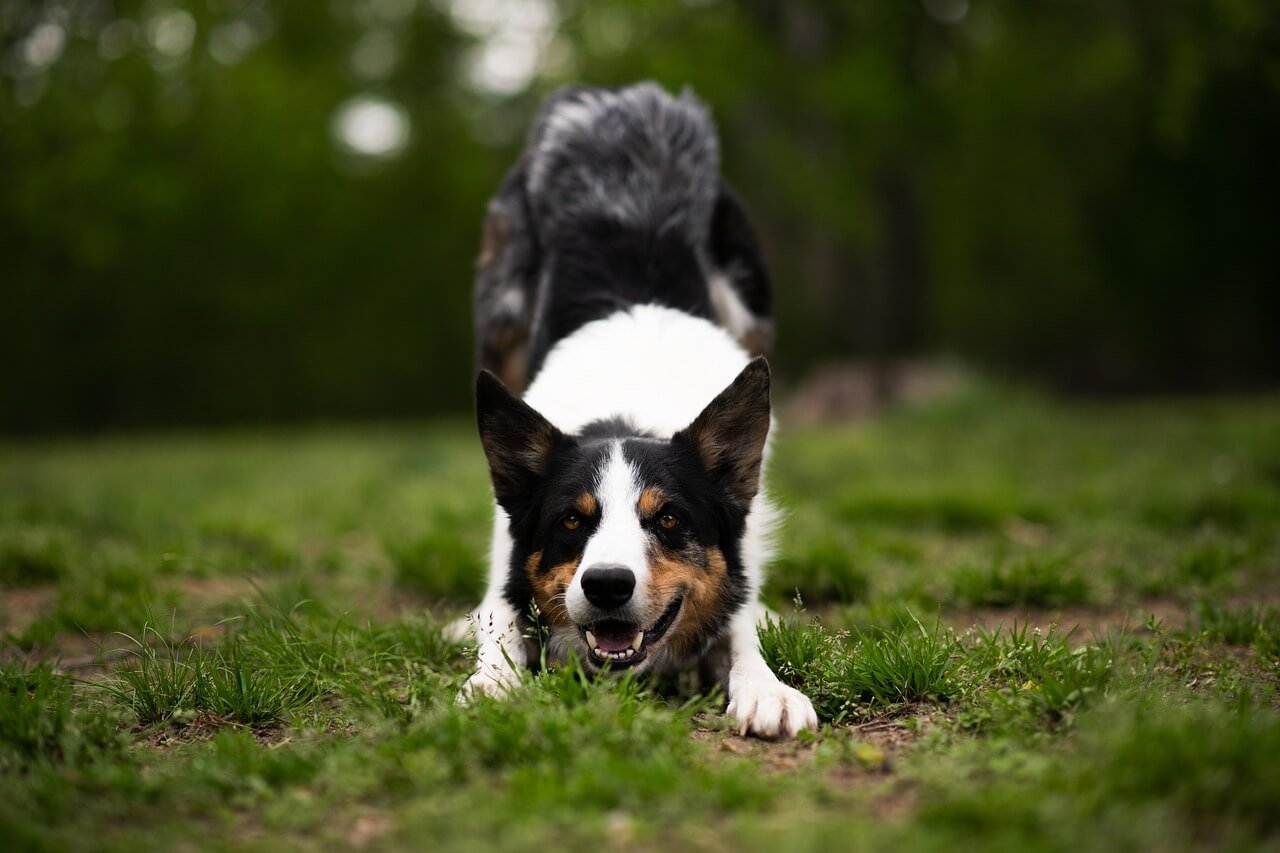 Signs of Autism in Dogs: Best 7 Health Tips!