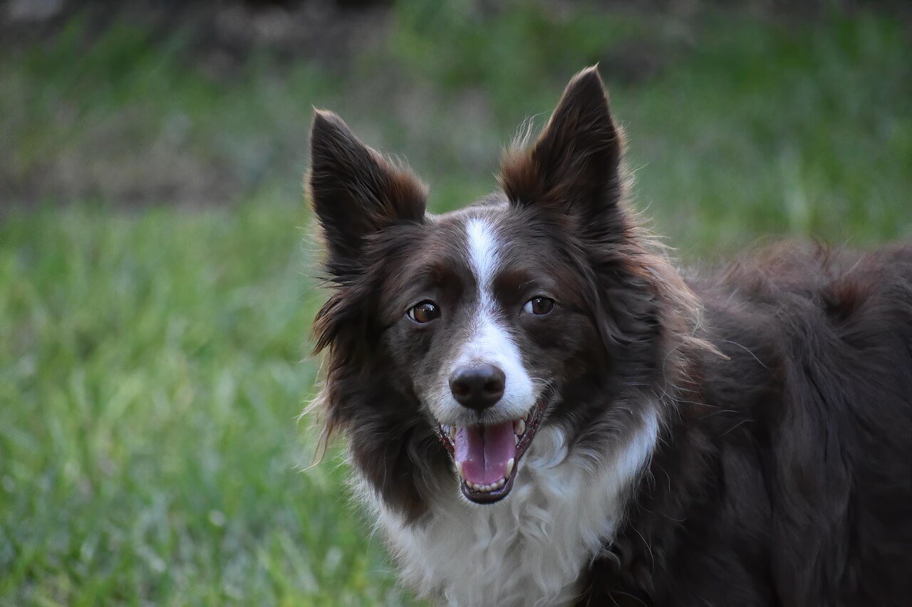 Can a Wolf Breed with a Dog? Best 7 Expert Tips!